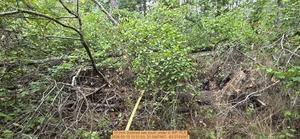 [10 inch Downed oak south under, 2026:05:10 12:31:03, 31.0067867, -83.2743067]