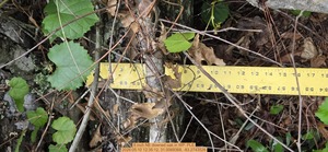[8 inch NE downed oak, 2026:05:10 12:35:12, 31.0069368, -83.2743526]