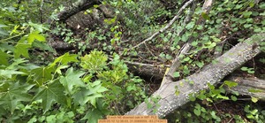 [8 inch NE downed oak, 2026:05:10 12:36:03, 31.0068959, -83.2743411]