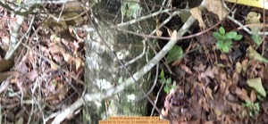 [6 inch W downed oak, 2026:05:10 12:41:32, 31.0068995, -83.2744775]