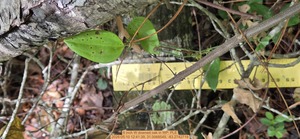 [6 inch W downed oak, 2026:05:10 12:41:39, 31.0068549, -83.2742719]