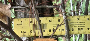 [4 inch Snapped west oak, 2026:05:10 12:43:24, 31.0068997, -83.2743276]