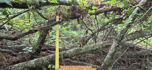 [4 inch Snapped west oak, 2026:05:10 12:43:41, 31.0068997, -83.2743276]