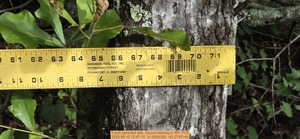 [8 inch uprooted oak, not just leaning, 2026:05:10 12:47:10, 31.0068309, -83.2745146]