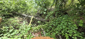 [South downed oak, 2026:05:10 12:47:34, 31.0068309, -83.2745146]