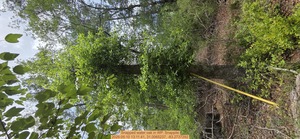 [Snapped water oak, 2026:05:10 13:11:41, 31.0065237, -83.2737292]