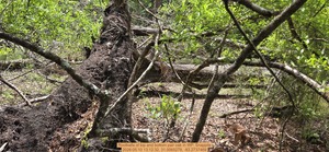 [Rootballs of top and bottom pair oak, 2026:05:10 13:12:32, 31.0065278, -83.2737469]