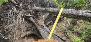 [Top pair oak, 2026:05:10 13:15:17, 31.0064764, -83.2738139]