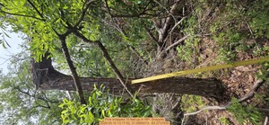 [Pine snapped 10 feet up, 2026:05:10 13:17:52, 31.0065013, -83.2737635]