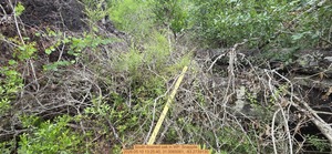 [South downed oak, 2026:05:10 13:25:40, 31.0065061, -83.2739130]