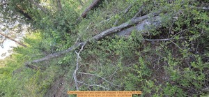 [Over snapped oak and under oak snapped 1 foot up, 2026:05:10 19:12:41, 31.0130578, -83.2678394]