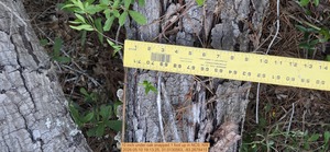 [10 inch under oak snapped 1 foot up, 2026:05:10 19:13:25, 31.0130563, -83.2678415]