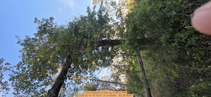 [Oak snapped 16 feet up, 2026:05:10 19:16:47, 31.0130097, -83.2678041]