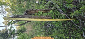 [Oak snapped 5 feet up, 2026:05:10 19:22:15, 31.0129623, -83.2678560]