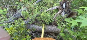[Oak snapped 3.5 feet up, 2026:05:10 19:27:01, 31.0129544, -83.2677212]