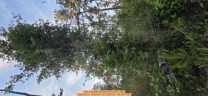 [Oak snapped 20 feet up, 2026:05:10 19:32:53, 31.0129135, -83.2677590]