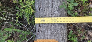 [11 inch SE uprooted oak, 2026:05:10 19:35:44, 31.0128970, -83.2678191]