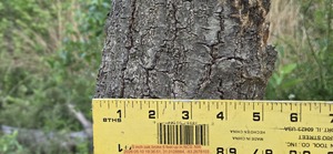 [5 inch oak broke 6 feet up, 2026:05:10 19:36:51, 31.0128884, -83.2678103]