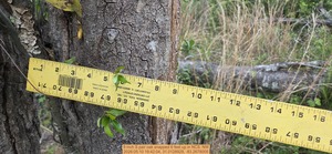 [9 inch S pair oak snapped 6 feet up, 2026:05:10 19:42:04, 31.0128929, -83.2678005]