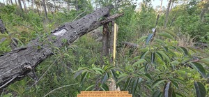 [S pair oak snapped 6 feet up, 2026:05:10 19:43:45, 31.0129083, -83.2678506]