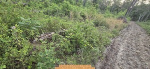 [Snapped oak by firebreak, 2026:05:10 20:03:00, 31.0130820, -83.2673878]