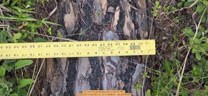 [15 inch N uprooted pine, 2026:05:10 20:05:13, 31.0129835, -83.2674849]