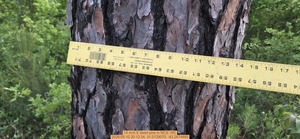 [14 inch E dead pine, 2026:05:10 20:12:34, 31.0129070, -83.2674880]