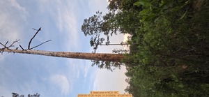 [E dead pine, 2026:05:10 20:14:24, 31.0129038, -83.2674670]