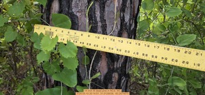 [14 inch W dead pine, 2026:05:10 20:14:51, 31.0129038, -83.2674670]