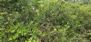 [But end of upper pine, 2026:05:11 15:20:53, 31.0126442, -83.2663720]