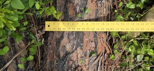 [14 inch uprooted upper pine, 2026:05:11 15:22:00, 31.0126857, -83.2661926]