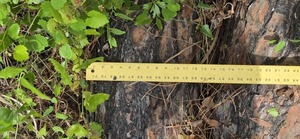 [13 inch uprooted lower pine, 2026:05:11 15:22:50, 31.0126802, -83.2662070]
