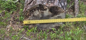 [20 inch pine uprooted near firebreak east, 2026:05:11 15:34:28, 31.0130079, -83.2656234]