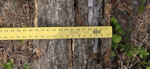 [14 inch broken oak, 2026:05:11 15:36:18, 31.0130127, -83.2654938]