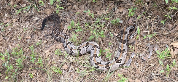 [Canebrake Rattlesnake]