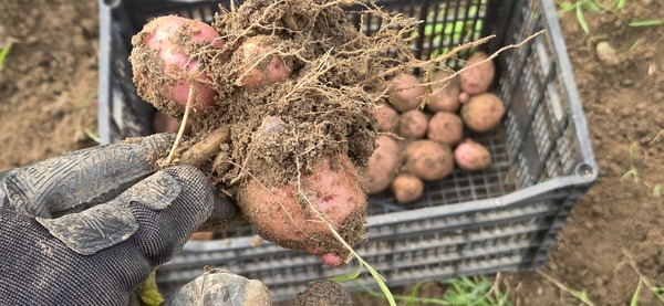 [Taters on the stalk and in the basket]