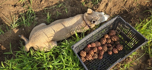 [Sky helping dig taters]
