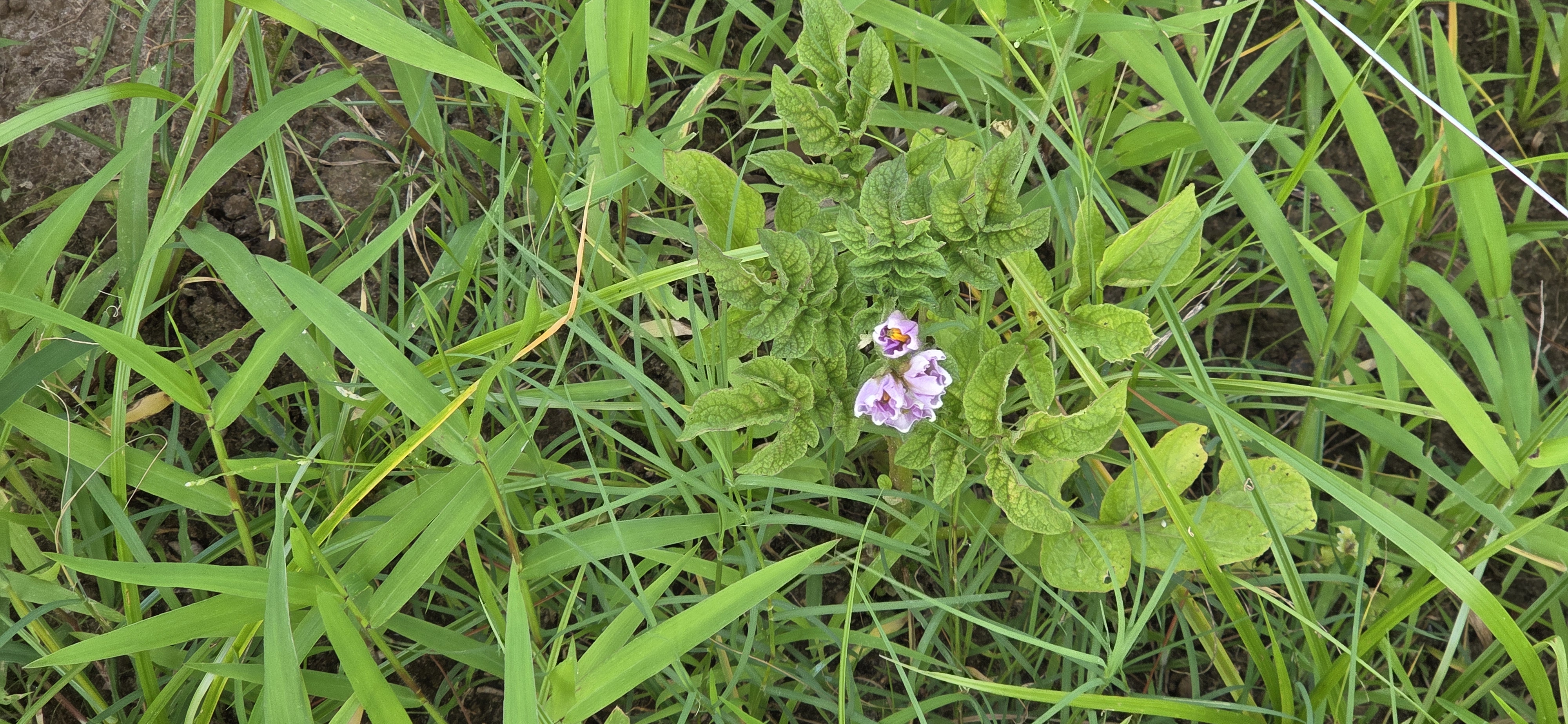 Blooming potato plant