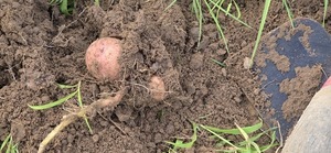 [Digging potatoes]