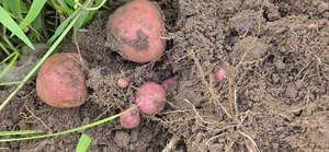 [Seven taters on one plant]