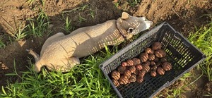 [Sky helping dig taters]