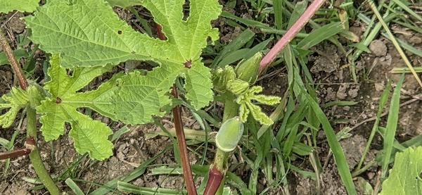 [Tiny okra]
