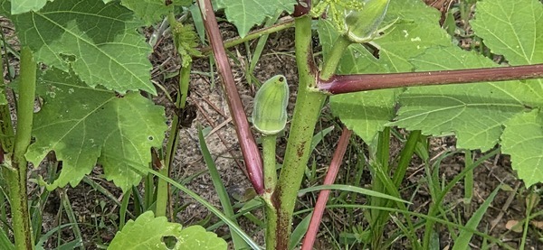 [Two small okra]