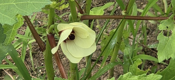 [Okra flower]