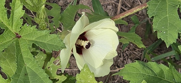 [Another okra flower]