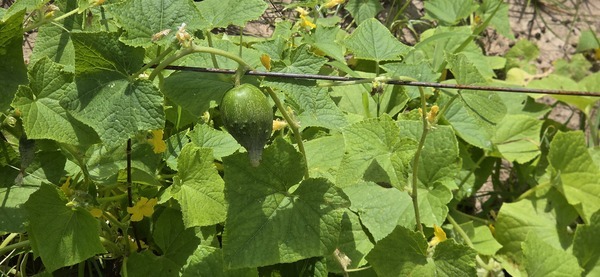 [Cucumber]