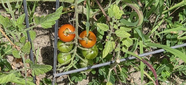 [Tomatoes]