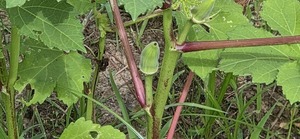 [Two small okra]