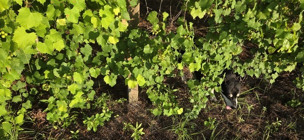[River emerging from the grapes]