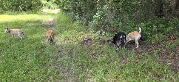 [Sky, with Honeybun, River, and Blondie digging]